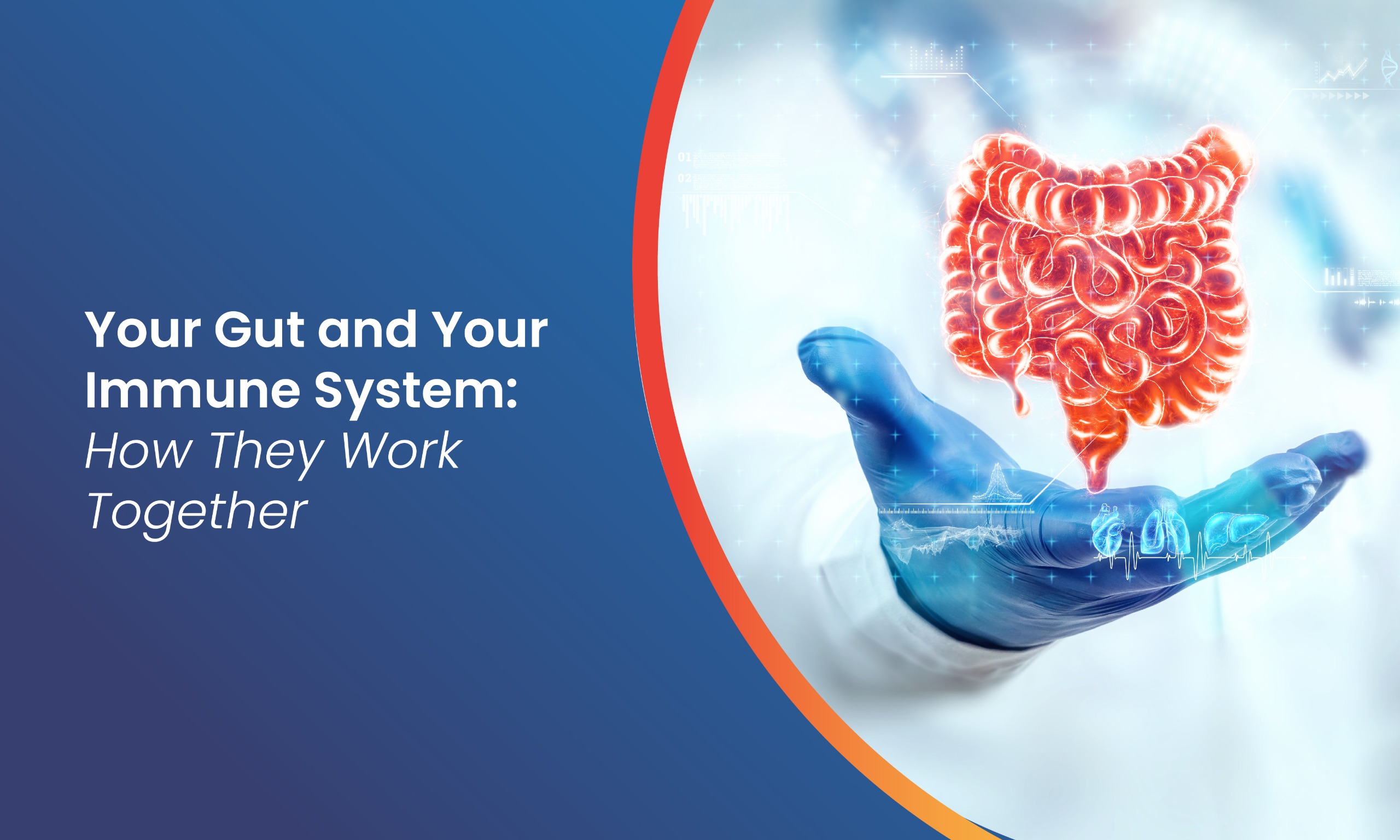 A Guide to Gut Health and Immunity
